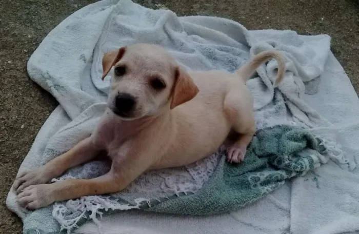 Cachorro ra a Sem Raça definida idade 2 a 6 meses nome Branca