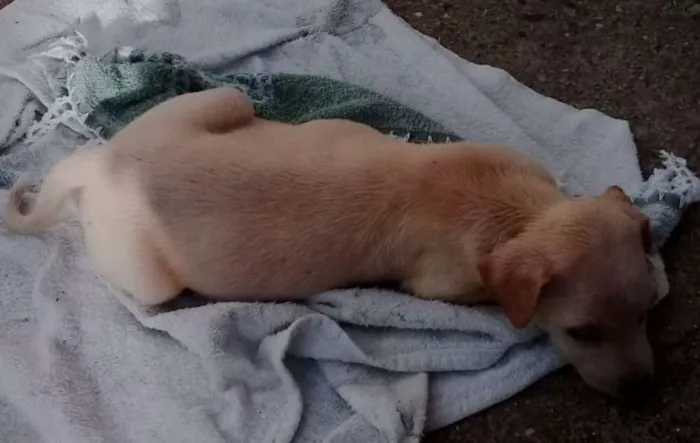 Cachorro ra a Sem Raça definida idade 2 a 6 meses nome Branca