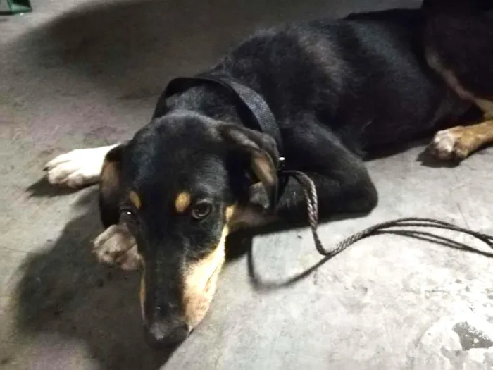 Cachorro ra a SRD idade 7 a 11 meses nome Não sei o nome