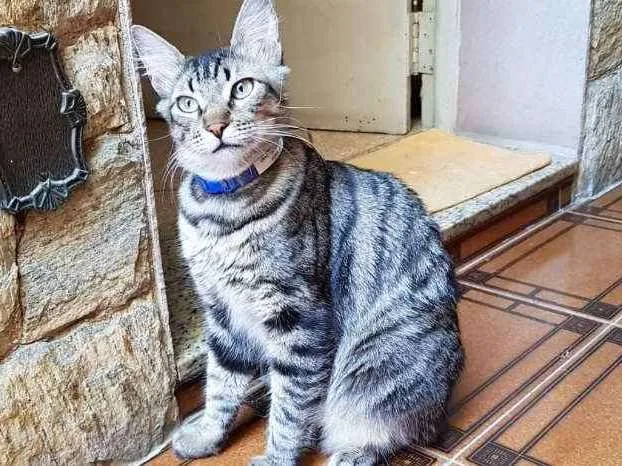 Gato ra a SRD idade 2 a 6 meses nome Hibisco