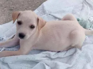 Cachorro raça Sem Raça definida idade 2 a 6 meses nome Branca
