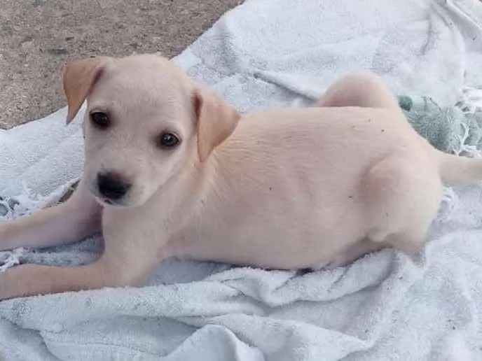 Cachorro ra a Sem Raça definida idade 2 a 6 meses nome Branca