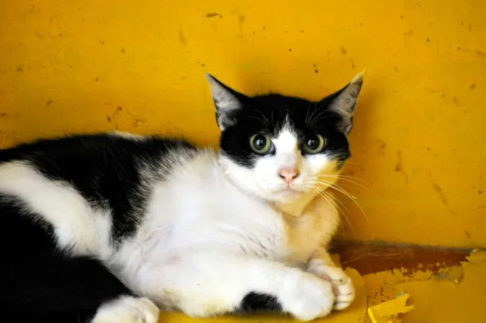 Gato ra a SRC idade 7 a 11 meses nome Verônica