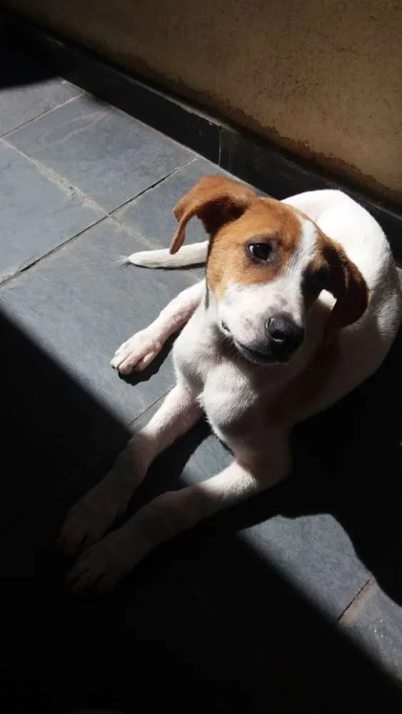 Cachorro raça SRD idade 2 a 6 meses nome Jack