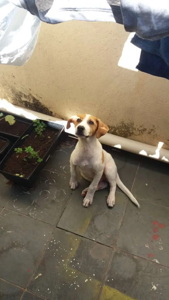 Cachorro raça SRD idade 2 a 6 meses nome Jack