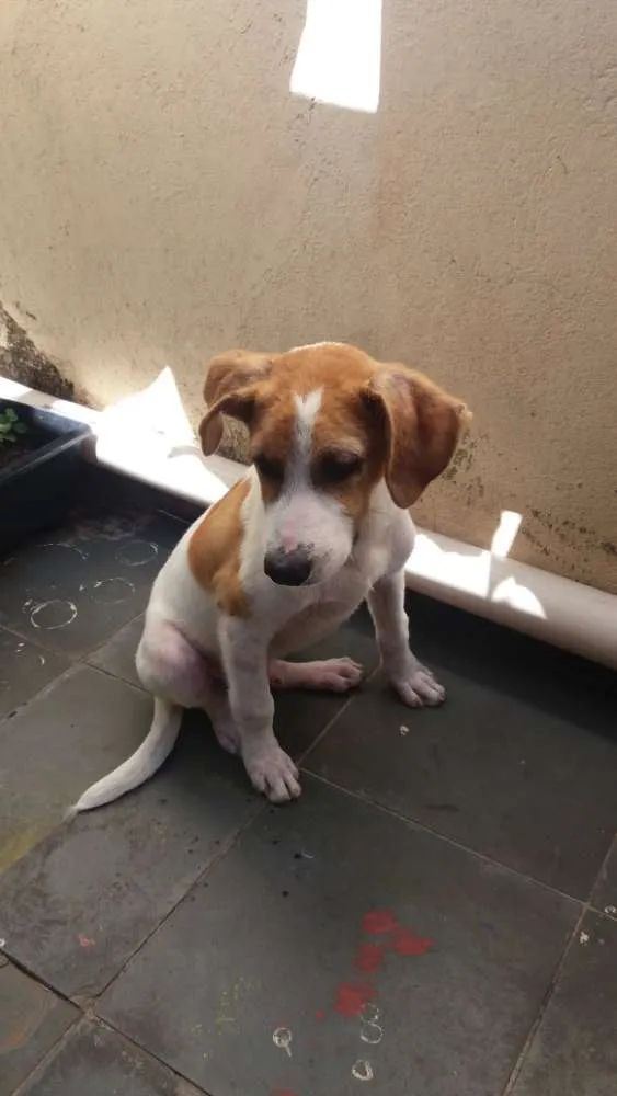 Cachorro raça SRD idade 2 a 6 meses nome Jack
