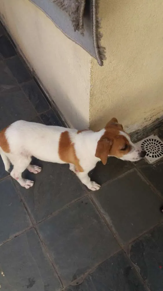 Cachorro raça SRD idade 2 a 6 meses nome Jack
