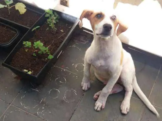 Cachorro raça SRD idade 2 a 6 meses nome Jack