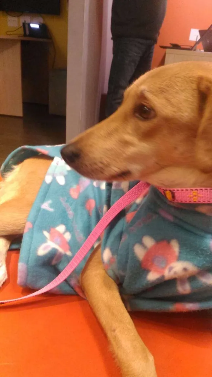 Cachorro raça SRD idade 2 anos nome Gigi