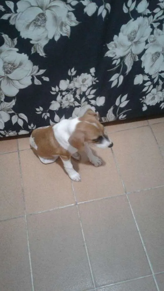Cachorro ra a Vira lata idade 2 a 6 meses nome Sem nome