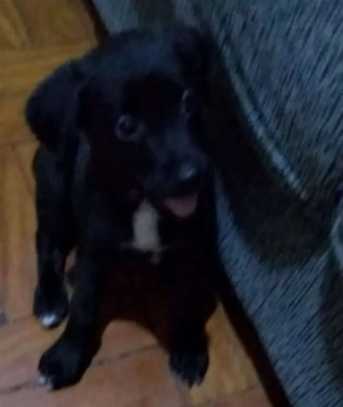 Cachorro ra a Labrador idade 2 a 6 meses nome Nulo