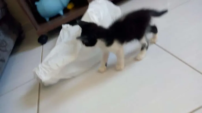 Gato ra a SRD idade 7 a 11 meses nome × Gatinha × 