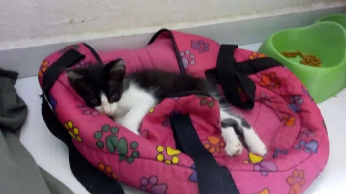 Gato ra a SRD idade 7 a 11 meses nome × Gatinha × 