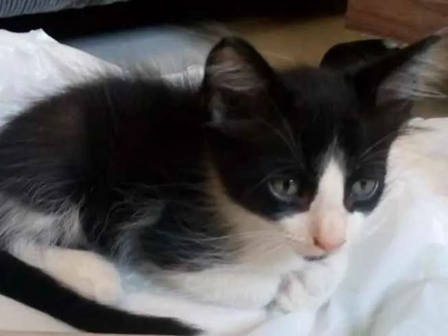 Gato ra a SRD idade 7 a 11 meses nome × Gatinha × 