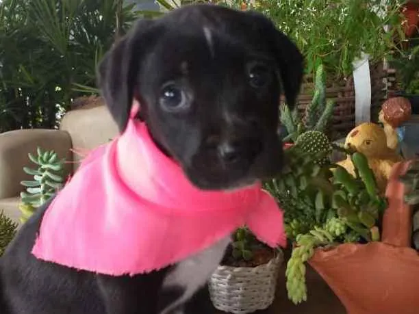 Cachorro ra a  idade Abaixo de 2 meses nome Gaia