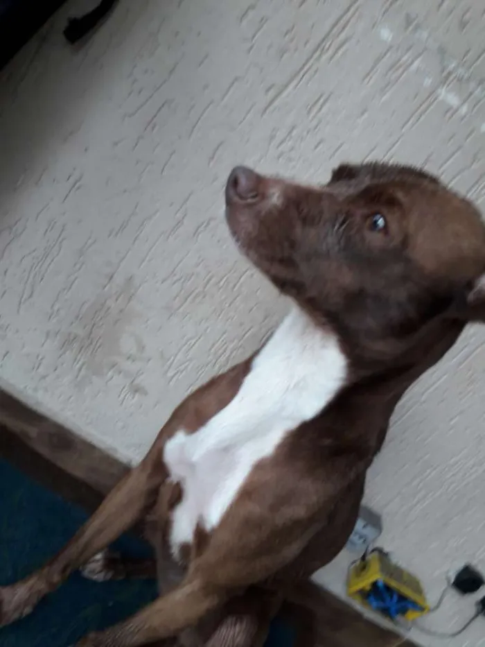 Cachorro ra a RND idade 7 a 11 meses nome Latida