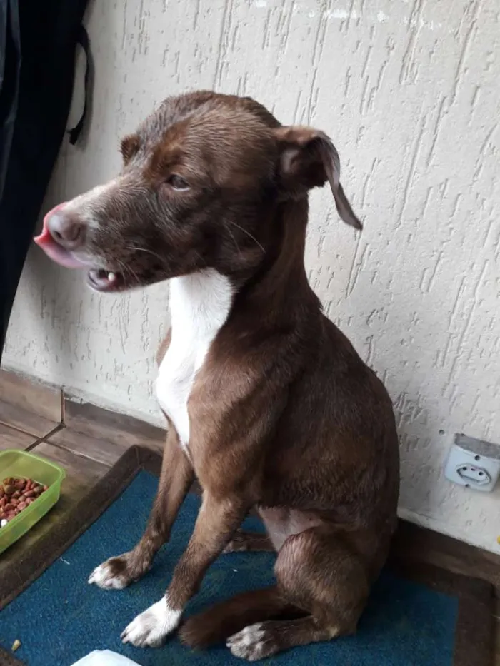 Cachorro ra a RND idade 7 a 11 meses nome Latida