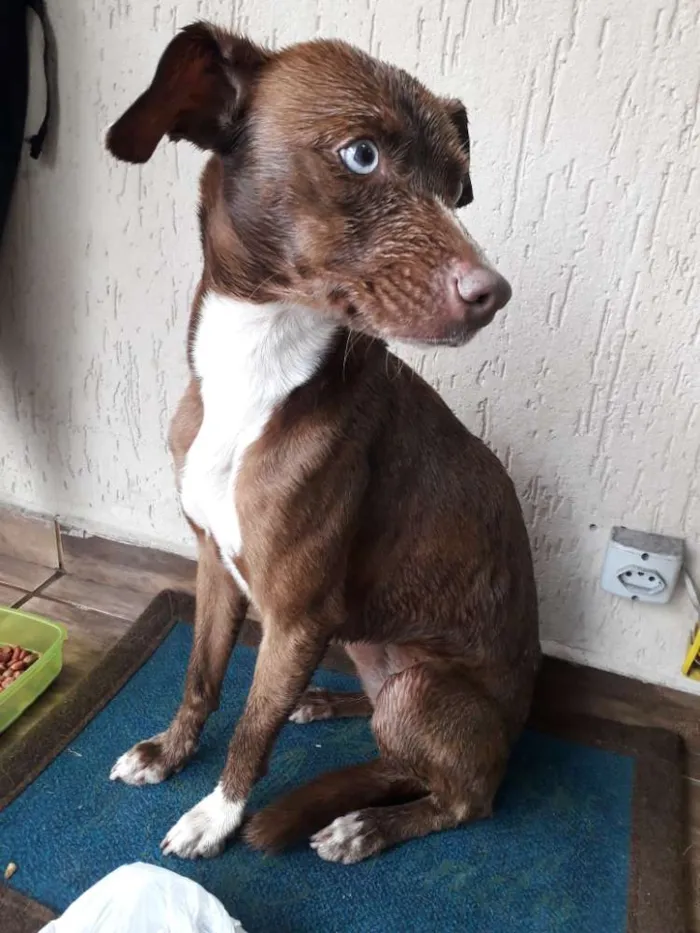 Cachorro ra a RND idade 7 a 11 meses nome Latida