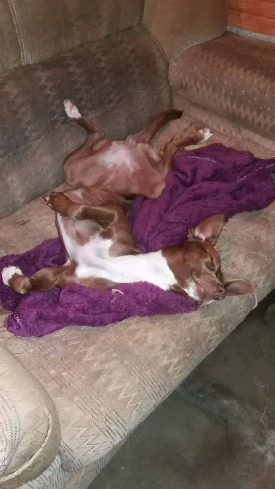 Cachorro ra a RND idade 7 a 11 meses nome Latida