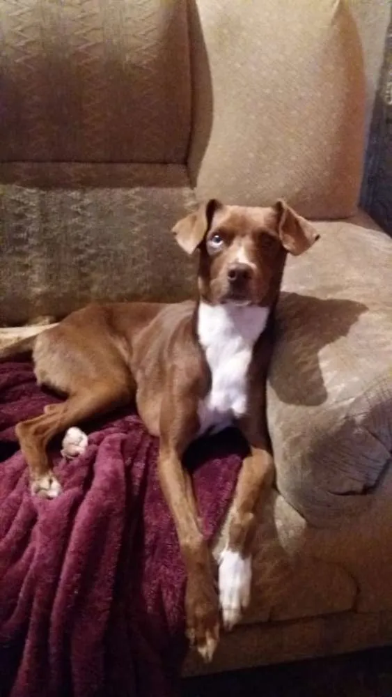 Cachorro ra a RND idade 7 a 11 meses nome Latida
