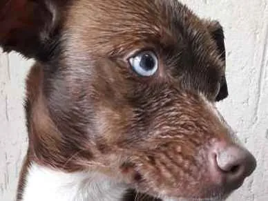 Cachorro ra a RND idade 7 a 11 meses nome Latida