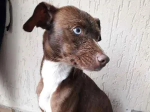 Cachorro raça RND idade 7 a 11 meses nome Latida
