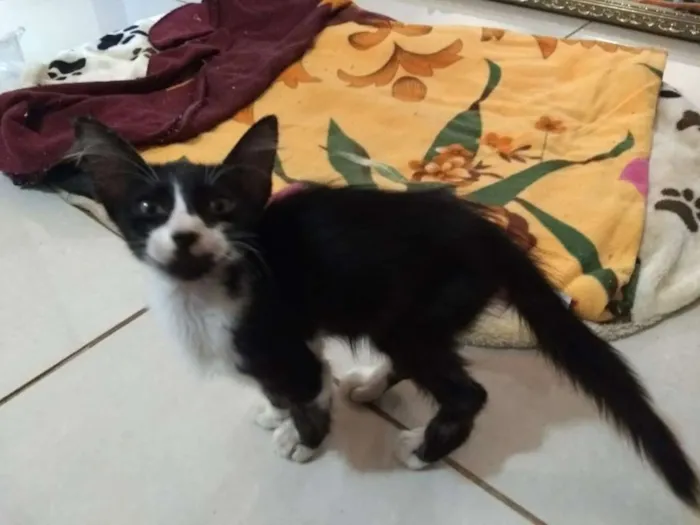 Gato ra a Frajola idade 2 a 6 meses nome Pequetito