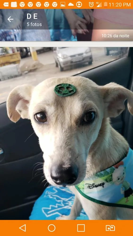 Cachorro ra a Viralata idade 2 a 6 meses nome Sem nome