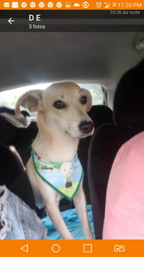 Cachorro ra a Viralata idade 2 a 6 meses nome Sem nome