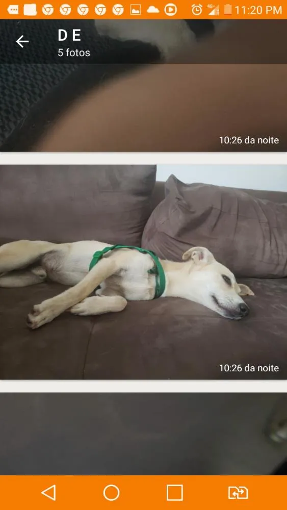 Cachorro ra a Viralata idade 2 a 6 meses nome Sem nome