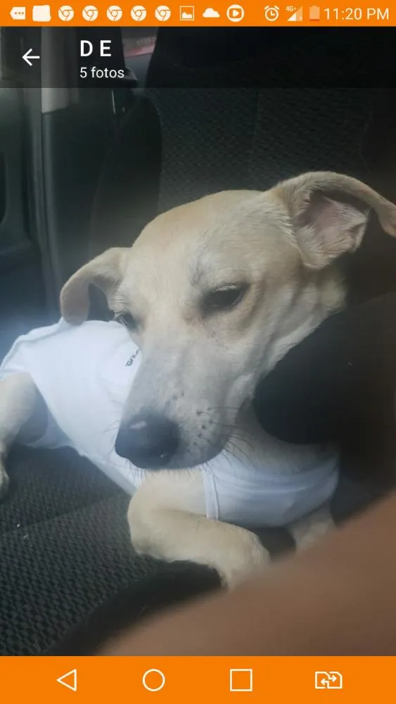 Cachorro ra a Viralata idade 2 a 6 meses nome Sem nome