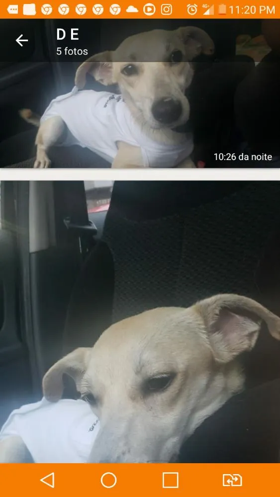 Cachorro ra a Viralata idade 2 a 6 meses nome Sem nome