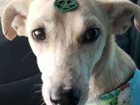 Cachorro ra a Viralata idade 2 a 6 meses nome Sem nome