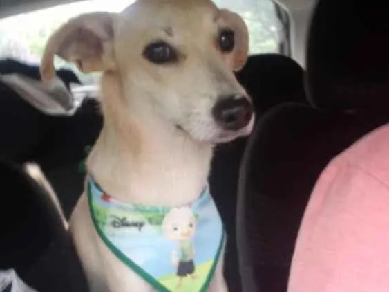 Cachorro ra a Viralata idade 2 a 6 meses nome Sem nome
