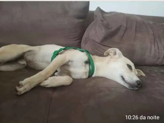 Cachorro ra a Viralata idade 2 a 6 meses nome Sem nome