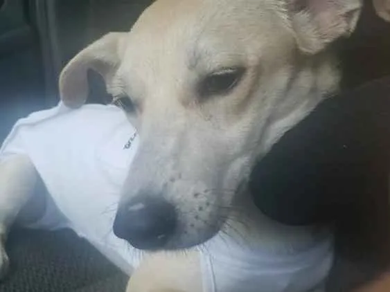 Cachorro ra a Viralata idade 2 a 6 meses nome Sem nome