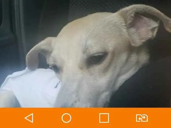 Cachorro ra a Viralata idade 2 a 6 meses nome Sem nome