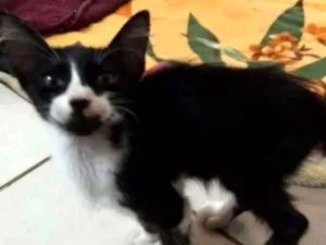 Gato raça Frajola idade 2 a 6 meses nome Pequetito