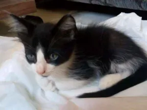 Gato raça SRD idade 7 a 11 meses nome × Gatinha × 