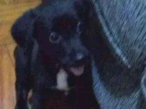 Cachorro raça Labrador idade 2 a 6 meses nome Nulo