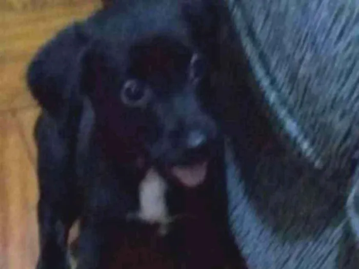 Cachorro ra a Labrador idade 2 a 6 meses nome Nulo