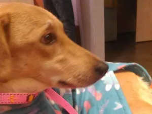 Cachorro raça SRD idade 2 anos nome Gigi
