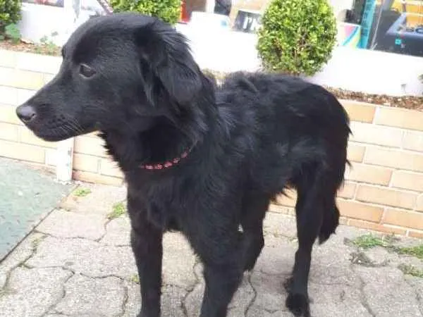 Cachorro ra a srd idade 7 a 11 meses nome Joyce