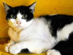 Gato raça SRC idade 7 a 11 meses nome Verônica