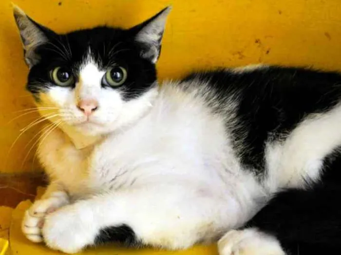 Gato ra a SRC idade 7 a 11 meses nome Verônica