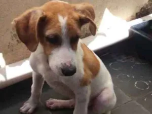 Cachorro raça SRD idade 2 a 6 meses nome Jack