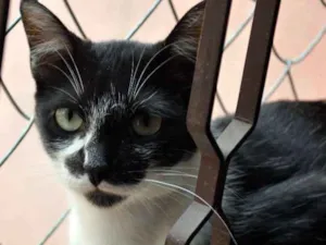 Gato raça SRD idade 7 a 11 meses nome Lavanda