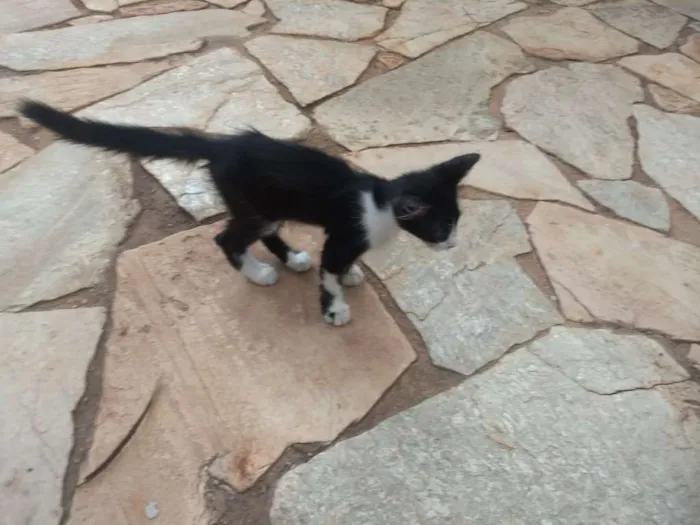 Gato ra a Frajola idade 2 a 6 meses nome Pequetito