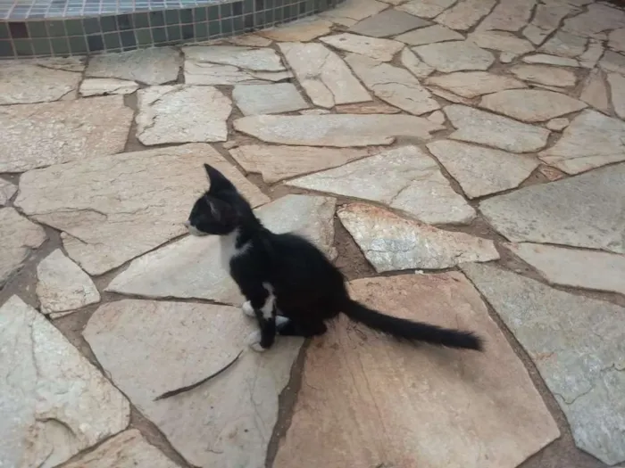 Gato ra a Frajola idade 2 a 6 meses nome Pequetito