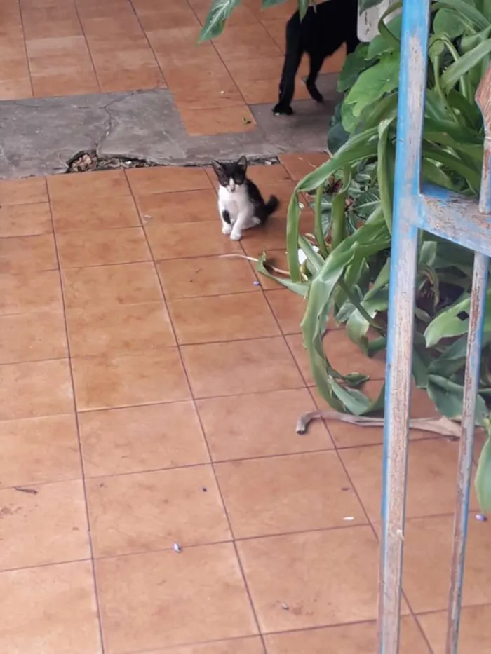 Gato ra a Srd idade 2 a 6 meses nome Vários filhotes